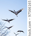 Flight cranes 97566165