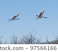 Two flying red-crowned cranes 97566166