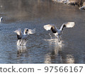 Red-crowned cranes landing together 97566167
