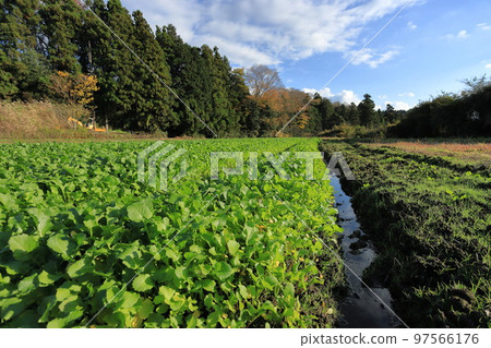 Mizukakena, a specialty of Gotemba Mizukakena, a specialty of Gotemba 97566176