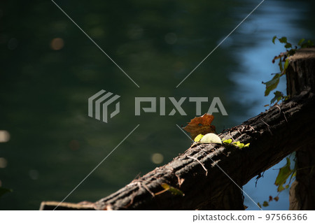 被秋葉染紅的秋葉 97566366