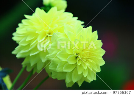 大麗花牡丹、大麗花花、大麗花菊花、天竺牡丹、大麗花菊花、大麗花菊花、西方牡丹、西方牡丹、大里花 大麗花牡丹、大麗花花、大麗花菊花、天竺牡丹、大麗花菊花、大麗花菊花、西方牡丹、西方牡丹、大里花 97566367