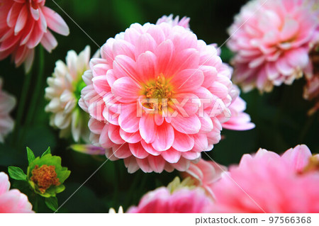 解脫萬里香 大花 大菊 天竺牡丹 萬里菊 菊花 西洋牡丹 西洋牡丹 大梨花 97566368