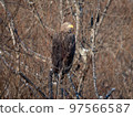 White-tailed eagle of eastern Hokkaido perched on a tree 97566587