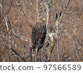 White-tailed eagle of eastern Hokkaido perched on a tree 97566589