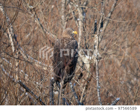 White-tailed eagle of eastern Hokkaido perched on a tree 97566589