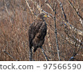 White-tailed eagle of eastern Hokkaido perched on a tree 97566590