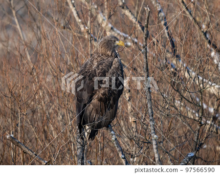 White-tailed eagle of eastern Hokkaido perched on a tree 97566590