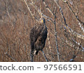 White-tailed eagle of eastern Hokkaido perched on a tree 97566591