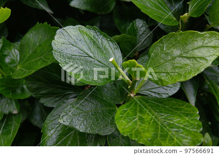 The green background of the bush. Young green flowers in the park in the spring, the background of nature. The green background of the bush. Young green flowers in the park in the spring, the background of nature. 97566691