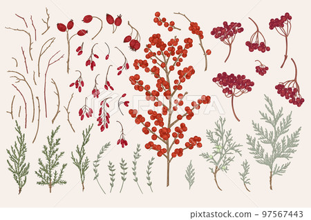 Set with berries and evergreens. Set with berries and evergreens. 97567443