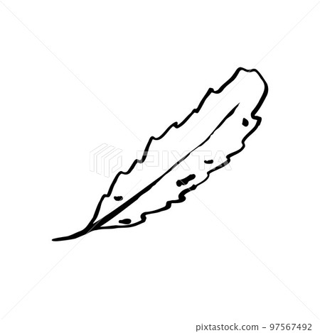 Autumn sketch outline leaf. Hand-drawn line herb Autumn sketch outline leaf. Hand-drawn line herb 97567492