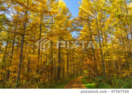深秋美瑛,唐松林道,北海道觀光 深秋美瑛,唐松林道,北海道觀光 97567598