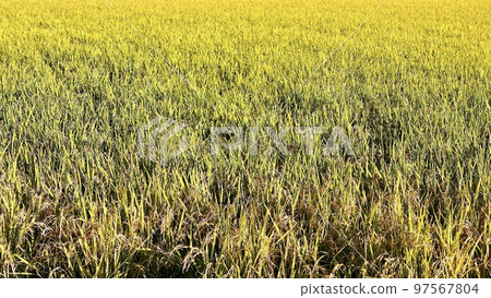 收穫前的金色麥田 97567804