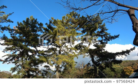 Landscape of Japan Fresh green and clouds in the blue sky Garden walk 97568424