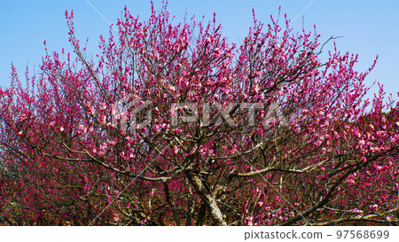 梅園美麗的梅花 97568699