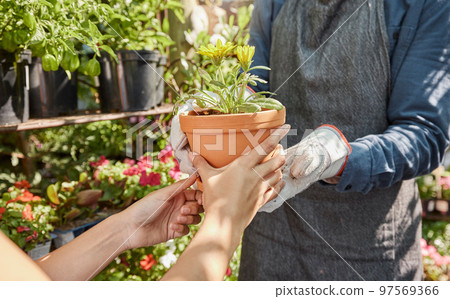 Hands, potted plant and gardening with a woman customer buying a flower from a florist in a nursery. Nature, spring and growth with a female consumer shopping for garden supplies for landscaping 97569366