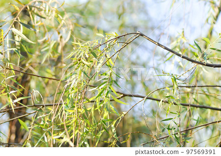 Salix babylonica var or pekinensis or Pendula or Weeping Willow or Salix babylonica L, SALICACEAE 97569391