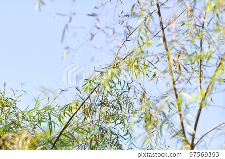 Salix babylonica var or pekinensis or Pendula or Weeping Willow or Salix babylonica L, SALICACEAE Salix babylonica var or pekinensis or Pendula or Weeping Willow or Salix babylonica L, SALICACEAE 97569393