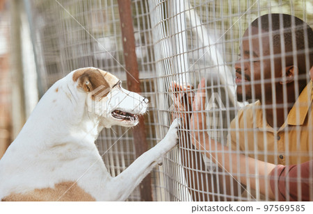 Dog, adoption and animal shelter with a black man volunteer working at a rescue center for foster care. Pet, charity and community with a male and puppy at a kennel for adopting canine pets 97569585