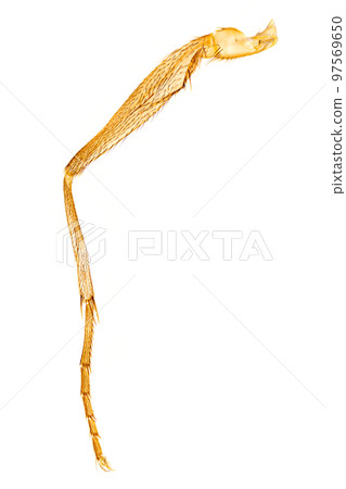 Housefly leg, whole mount, 20X light micrograph. Leg of Musca domestica under light microscope. With the parts coxa, trochanter, femur, tibia, spur, tarsomeres and claws. Isolated on white background. Housefly leg, whole mount, 20X light micrograph. Leg of Musca domestica under light microscope. With the parts coxa, trochanter, femur, tibia, spur, tarsomeres and claws. Isolated on white background. 97569650
