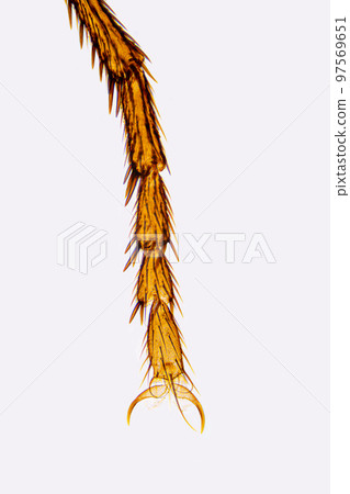 Tarsus of a housefly leg, whole mount, 8X light micrograph. Musca domestica under light microscope showing claws and bristles, including the central one between the two pulvilli known as the empodium. 97569651