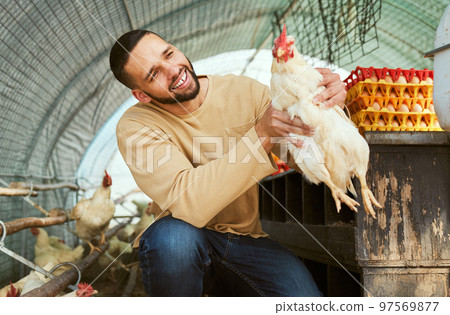 Chicken farmer, animals and farming with a man holding rooster for care, health and wellness of poultry supply in rural countryside. Happy male in bird coop for sustainability of protein or eggs Chicken farmer, animals and farming with a man holding rooster for care, health and wellness of poultry supply in rural countryside. Happy male in bird coop for sustainability of protein or eggs 97569877