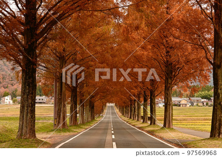 秋季滋賀縣牧野市的水杉樹和鄉村 97569968