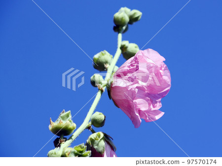 Pink mallow flowers 97570174