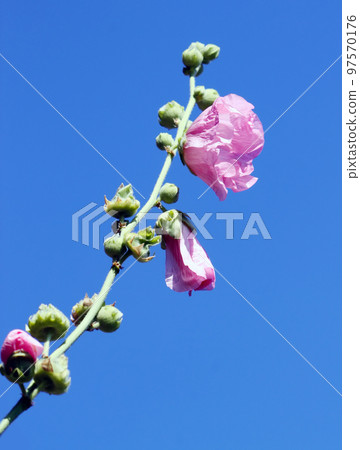 Pink mallow flowers 97570176