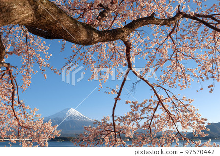 Mt. Fuji from Kawaguchi Lake, Japan in Spring Season with Cherry Blossoms 97570442