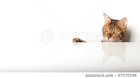 A golden Bengal cat peeks out from behind a white table. 97570546