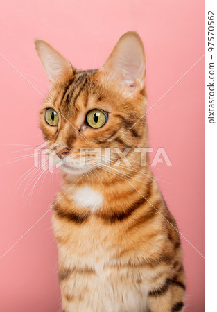 Funny Bengal cat on a pink background. Portrait on a wide-angle lens. Funny Bengal cat on a pink background. Portrait on a wide-angle lens. 97570562