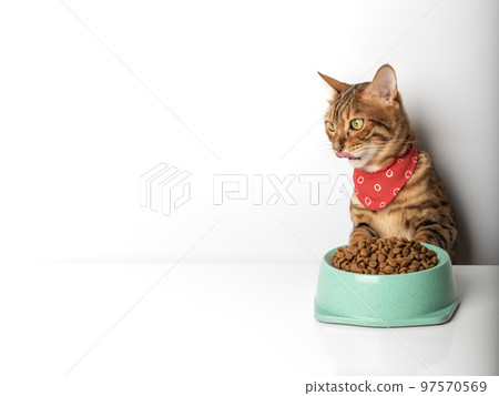Hungry cat near bowl with dry cat food isolated on white background. 97570569