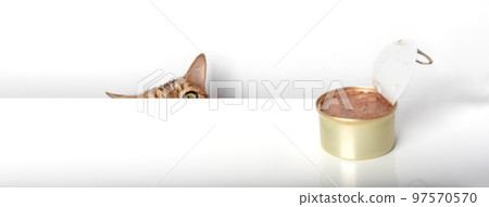 Hungry ginger cat and an open tin with cat food 97570570
