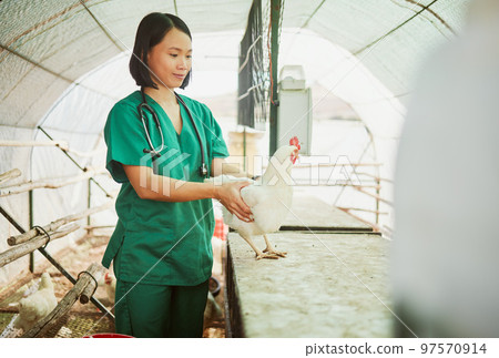 Woman, veterinary or chicken farm check in bird flu vaccine, growth hormone medicine or pet wellness insurance. Happy, healthcare worker or animal doctor and poultry patient on Indonesian countryside Woman, veterinary or chicken farm check in bird flu vaccine, growth hormone medicine or pet wellness insurance. Happy, healthcare worker or animal doctor and poultry patient on Indonesian countryside 97570914