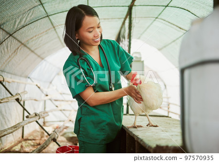 Veterinary, chicken and medical with woman on farm for agriculture, healthcare and illness. Help, poultry and sick with animal nurse in hangar barn for examination, ecological and eco farming 97570935