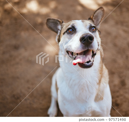 Rescue dog, animal shelter and puppy playing alone at an animal pound for protection, safety and adoption. Homeless, abandoned and small pet waiting for a home at an outdoor local kennel or vet. 97571498