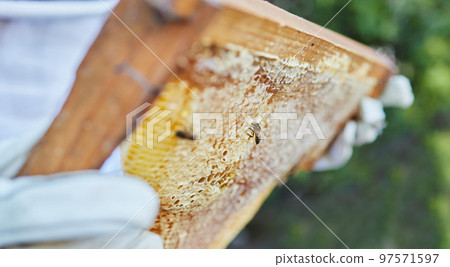 Hands, beekeeper or wooden frame check on honey production farm, sustainability agriculture or healthy food manufacturing. Zoom, texture or insect bees farmer and beehive container or countryside box Hands, beekeeper or wooden frame check on honey production farm, sustainability agriculture or healthy food manufacturing. Zoom, texture or insect bees farmer and beehive container or countryside box 97571597