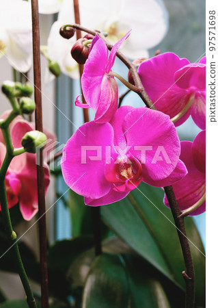 Phalaenopsis Emperor Jewel, Moth Orchids blooming indoors under lamp in winter 97571698