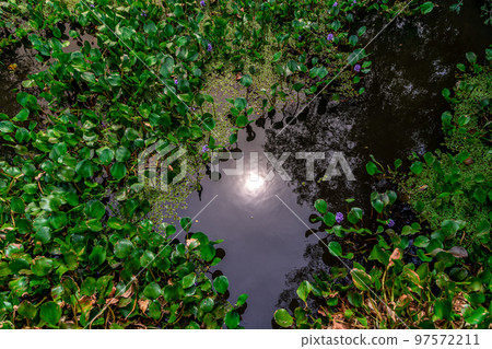 lake surface with aquatic plants 97572211