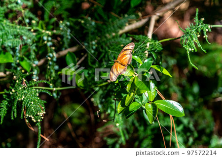 dryas iulia butterfly on a green meadow 97572214