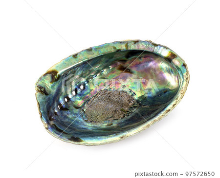 abalone in studio 97572650