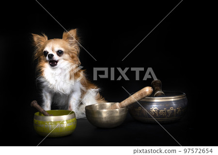 chihuahua in studio 97572654