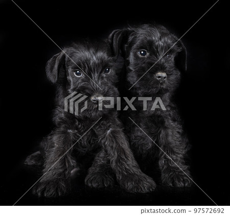 miniature schnauzers in studio miniature schnauzers in studio 97572692