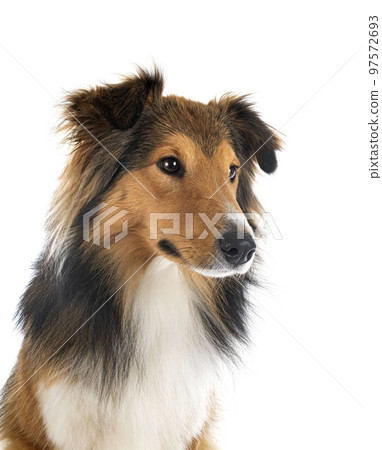 rough collie in studio rough collie in studio 97572693