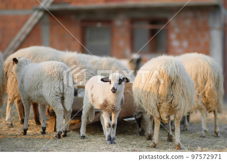Small lambs on background of sheeps in corral on the farm. Bio organic healthy food and wool production. Growing livestock is a traditional direction of agriculture. Animal husbandry. 97572971