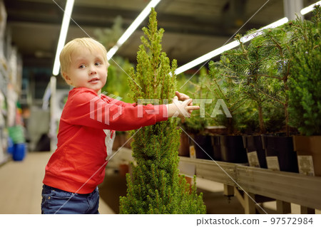 A small child chooses the best Christmas fir at the Christmas market A small child chooses the best Christmas fir at the Christmas market 97572984