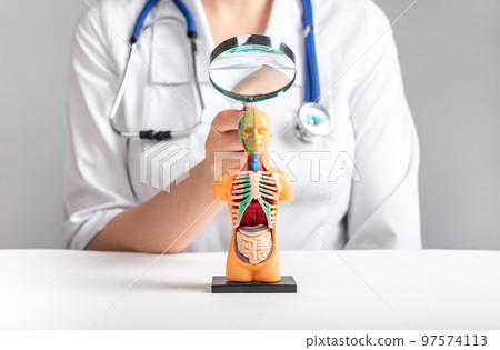 Doctor with magnifying glass over 3d human model with internal organs. Medical checkup, regular health assessment concept. Woman in lab coat sitting at table with lupe 97574113