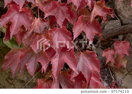 Detail of green and red ivy leaves. 97574219